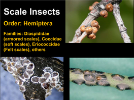 Scale Insects Order: Hemiptera