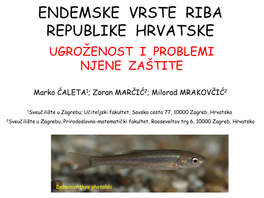 Endemske Vrste Riba Republike Hrvatske Ugroženost I Problemi Njene Zaštite