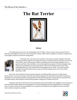 The Rat Terrier