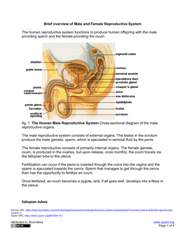 Brief Overview of Male and Female Reproductive System