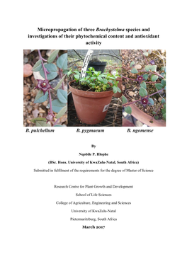 Micropropagation of Three Brachystelma Species and Investigations of Their Phytochemical Content and Antioxidant Activity