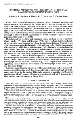 Bacteria Associated with Hemolymph in the Crab <I>Callinectes Bocourti