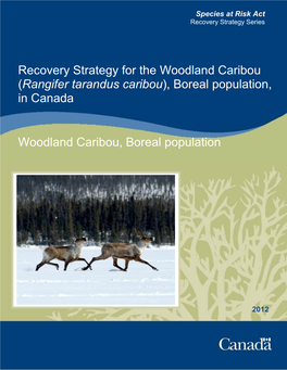 Woodland Caribou (Rangifer Tarandus Caribou), Boreal Population, in Canada