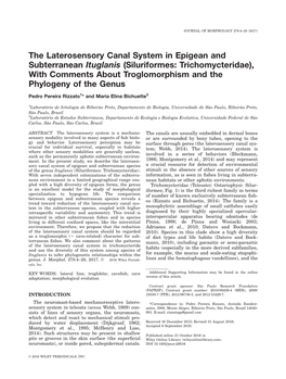 Siluriformes: Trichomycteridae), with Comments About Troglomorphism and the Phylogeny of the Genus