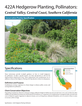 422A Hedgerow Planting, Pollinators: Central Valley, Central Coast, Southern California