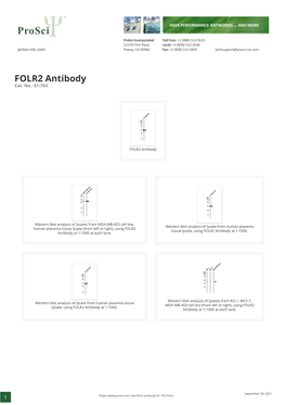 FOLR2 Antibody Cat