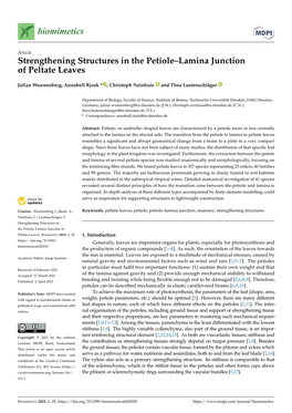 Strengthening Structures in the Petiole–Lamina Junction of Peltate Leaves