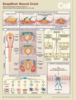 Snapshot: Neural Crest Tatjana Sauka-Spengler and Marianne Bronner California Institute of Technology, Pasadena, CA 91125, USA