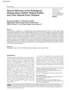 Genetic Diversity of the Endangered Mekong Giant Catfish, Striped