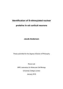 Identification of S-Nitrosylated Nuclear Proteins in Rat Cortical Neurons