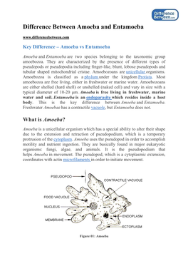 Difference Between Amoeba and Entamoeba