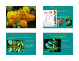 Diversity and Evolution of Rosids