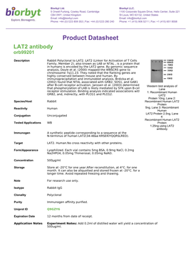 Product Datasheet LAT2 Antibody Orb99201