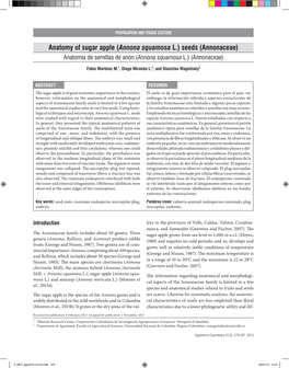 Anatomy of Sugar Apple (Annona Squamosa L.) Seeds (Annonaceae) Anatomía De Semillas De Anón (Annona Squamosa L.) (Annonaceae)