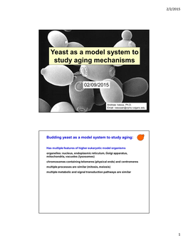 System to Yeast As a Model System to Study Aging Mechanisms