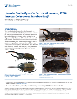 Hercules Beetle Dynastes Hercules (Linnaeus, 1758) (Insecta: Coleoptera: Scarabaeidae)1 Oliver Keller and Ronald D