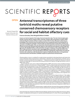 Antennal Transcriptomes of Three Tortricid Moths Reveal Putative