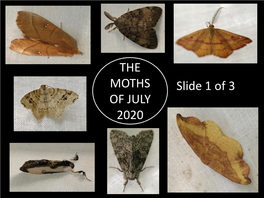 THE MOTHS of JULY 2020 Slide 1 of 3