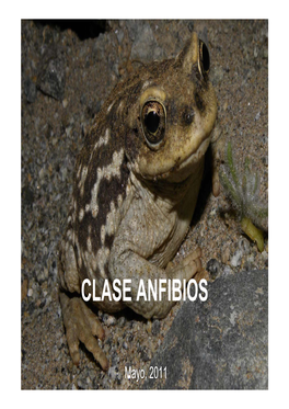 Clase Anfibios