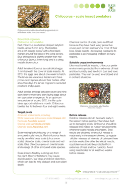 Chilocorus - Scale Insect Predators