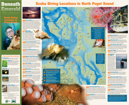 Scuba Diving Locations in North Puget Sound