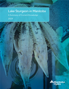 Lake Sturgeon in Manitoba 2019