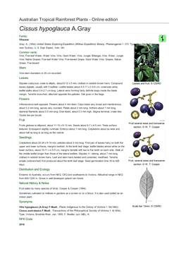 Cissus Hypoglauca A.Gray Family: Vitaceae Gray, A