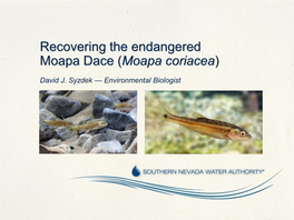 Recovering the Endangered Moapa Dace (Moapa Coriacea)