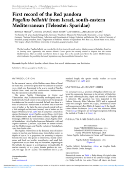 First Record of the Red Pandora Pagellus Bellottii from Israel, South-Eastern Mediterranean (Teleostei: Sparidae)