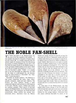 The Noble Fan-Shell