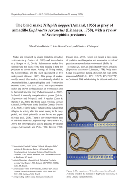 The Blind Snake Trilepida Koppesi (Amaral, 1955) As Prey of Armadillo Euphractus Sexcinctus (Linnaeus, 1758), with a Review of Scolecophidia Predators