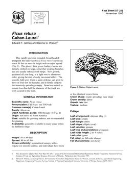 Ficus Retusa Cuban-Laurel1 Edward F