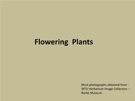 Flowering Plants