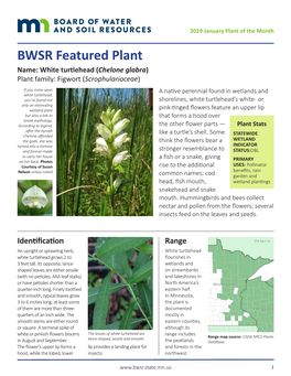 BWSR Featured Plant: White Turtlehead