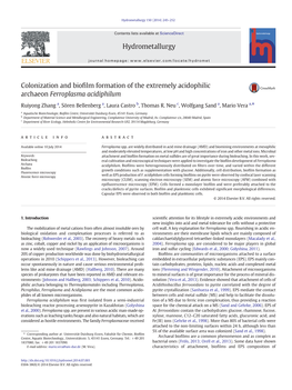 Colonization and Biofilm Formation of the Extremely Acidophilic Archaeon Ferroplasma Acidiphilum