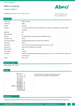 MRPL10 Antibody