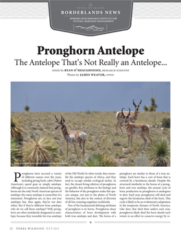 Pronghorn Antelope the Antelope That's Not Really an Antelope