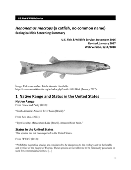 Henonemus Macrops (A Catfish, No Common Name) Ecological Risk Screening Summary