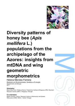 Diversity Patterns of Honey Bee (Apis Mellifera