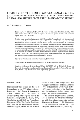 Revision of the Genus Renilla Lamarck, 1816 (Octocorallia, Pennatulacea), with Descriptions of Two New Species from the Sub-Antarctic Region