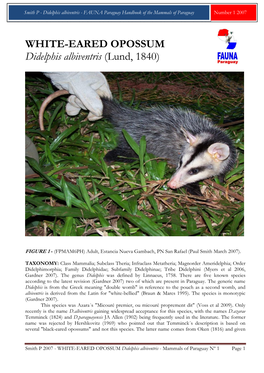 WHITE-EARED OPOSSUM Didelphis Albiventris (Lund, 1840)