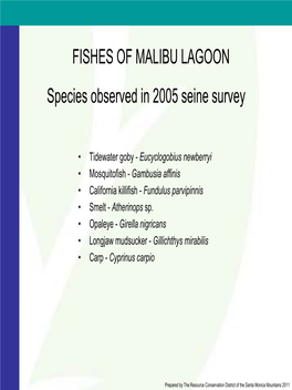 Species Observed in 2005 Seine Survey FISHES of MALIBU LAGOON