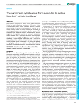 The Sarcomeric Cytoskeleton: from Molecules to Motion Mathias Gautel1,* and Kristina Djinović-Carugo2,3