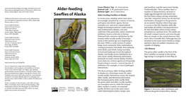 Alder-Feeding Sawflies of Alaska