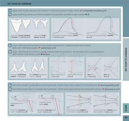 Key Guide to Lamnidae Key Guide T O L Amnid Ae Shark 45