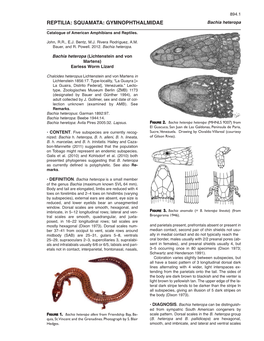 REPTILIA: SQUAMATA: GYMNOPHTHALMIDAE Bachia Heteropa