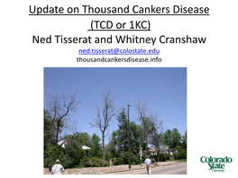 Update on Thousand Cankers Disease (TCD Or 1KC) Ned Tisserat and Whitney Cranshaw