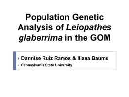 Population Genetic Analysis of Leiopathes Glaberrima in the GOM