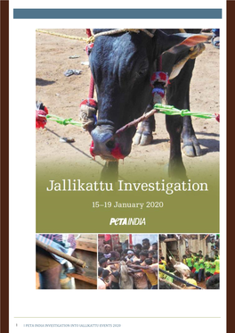 1 | Peta India Investigation Into Jallikattu Events 2020