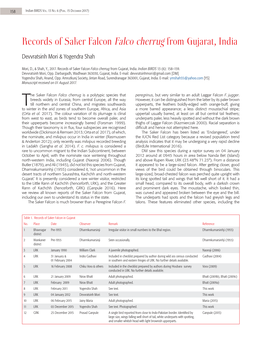 Records of Saker Falcon Falco Cherrug from Gujarat, India